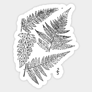 Botanical Scientific Illustration Black and White Fern Sticker